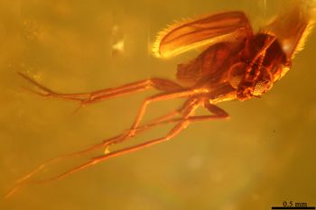 Media type: image;   Entomology PALE-9750
